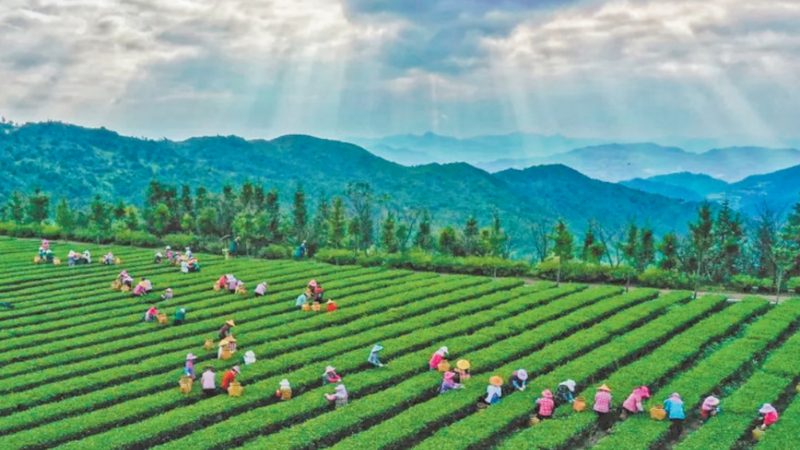 粮食增产的关键：科学防治病虫害