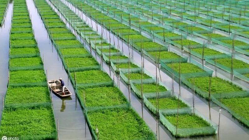 水果盆栽种植入门：新手必知的五大要点**