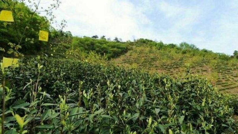 屋顶蔬菜种植箱：如何选择合适的规格尺寸
