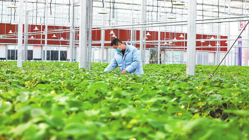 粮食种植定制方案：哪些作物适合定制？**