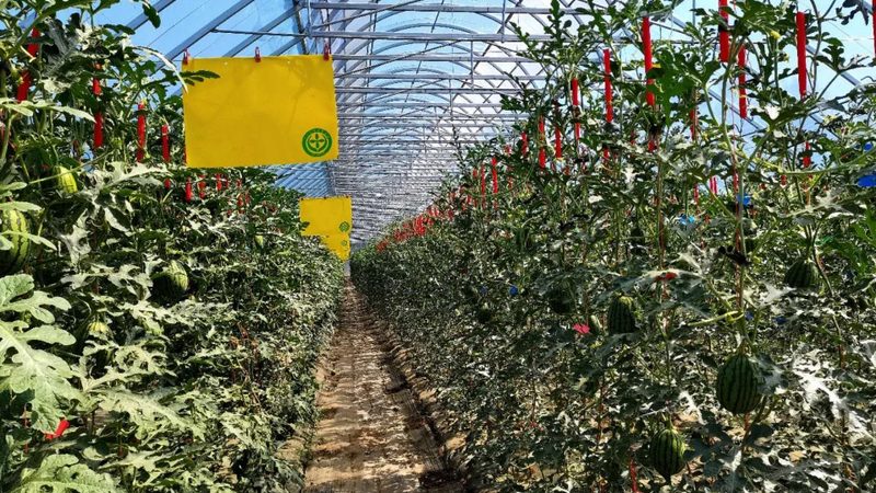 河南农资批发基地：种植大户如何精准选择？**
