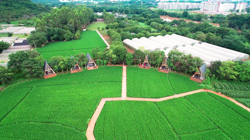 农业种植流程规范标准：打造绿色、高效、可持续的种植模式