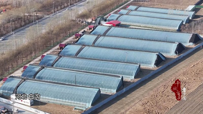 在挑选果蔬时，应关注以下几个方面来判断新鲜度：